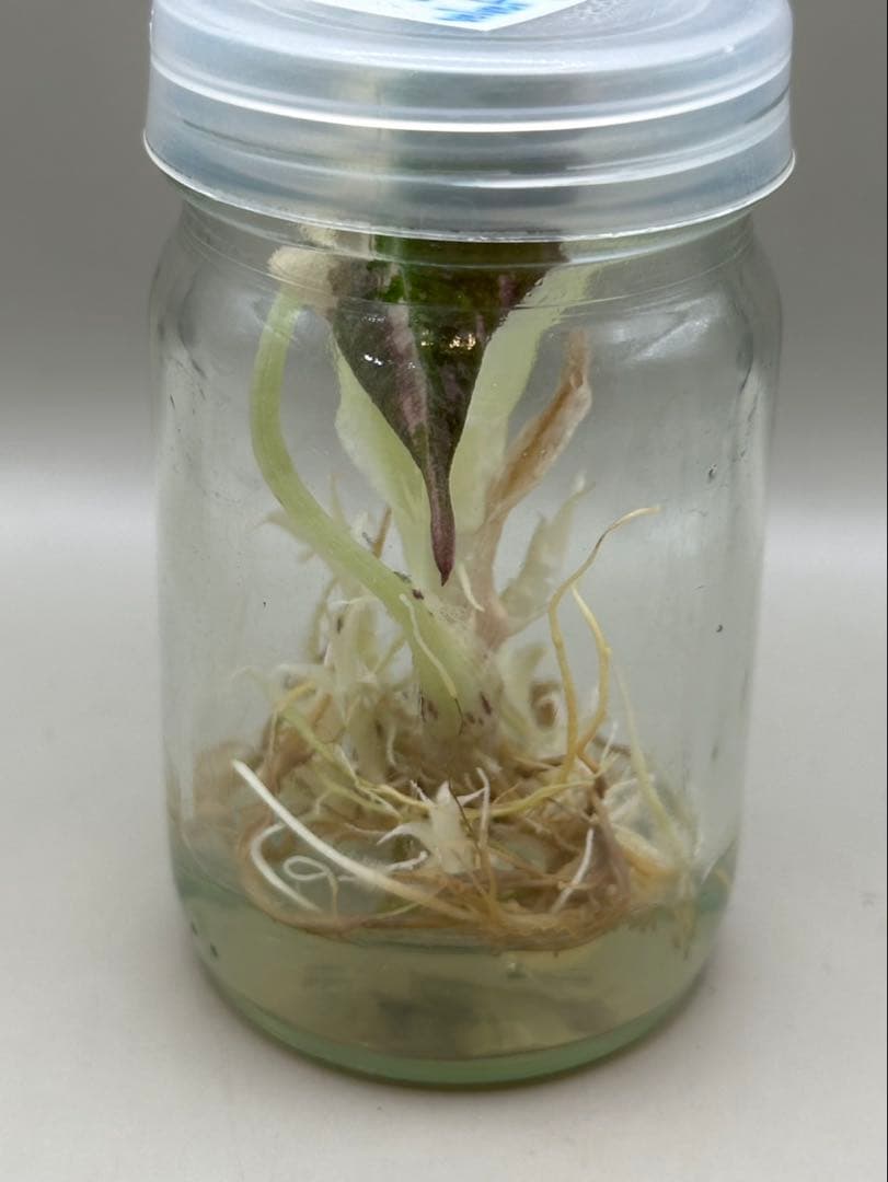 高級TCAlocasia Black velvet pink【新品、未使用】