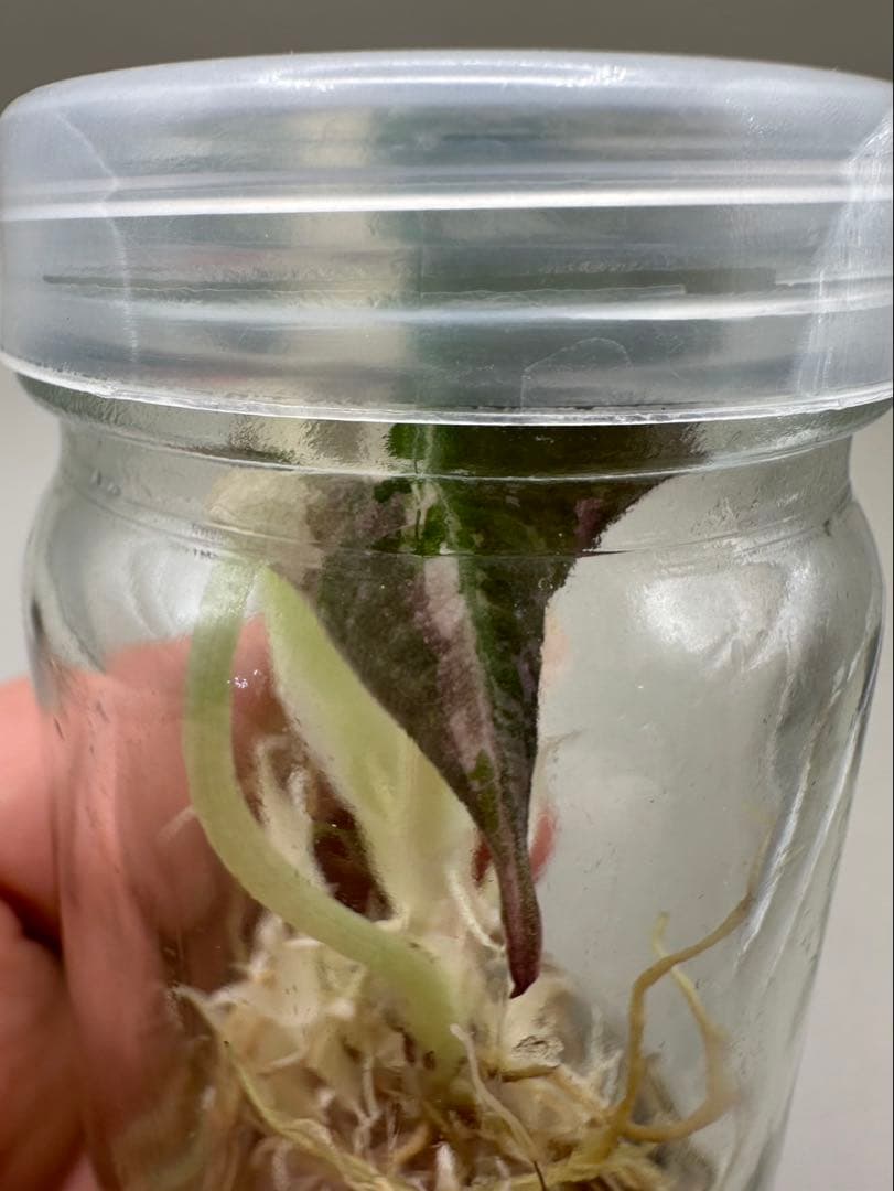 高級TCAlocasia Black velvet pink【新品、未使用】