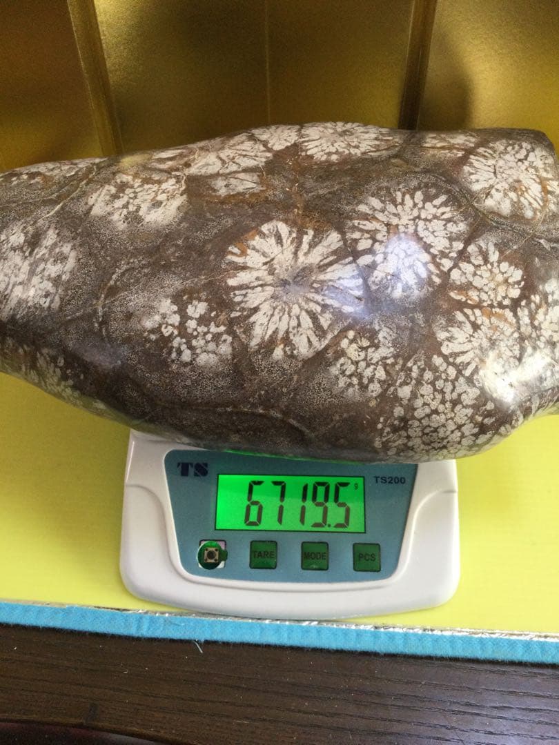 岐阜県根尾谷さ産　菊花石　67195g 極上品　　菊花石　　観賞石