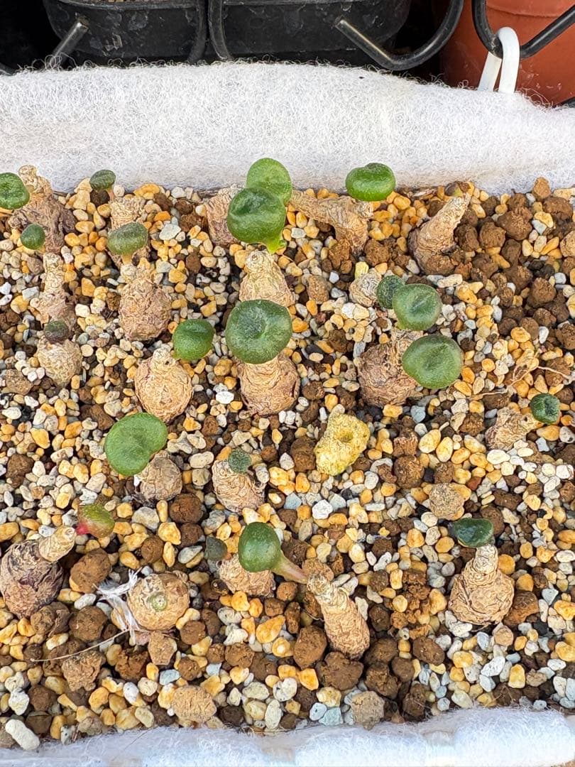 Y*-様 2株‼️珍奇植物‼️チレコドン オペリー とても可愛い