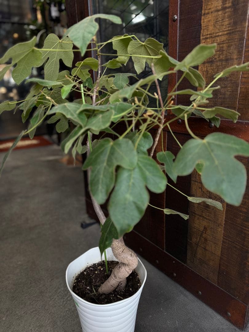 極太　ボトルツリー ブラキキトン ポプルネウス　大葉丸葉タイプ 7号 569