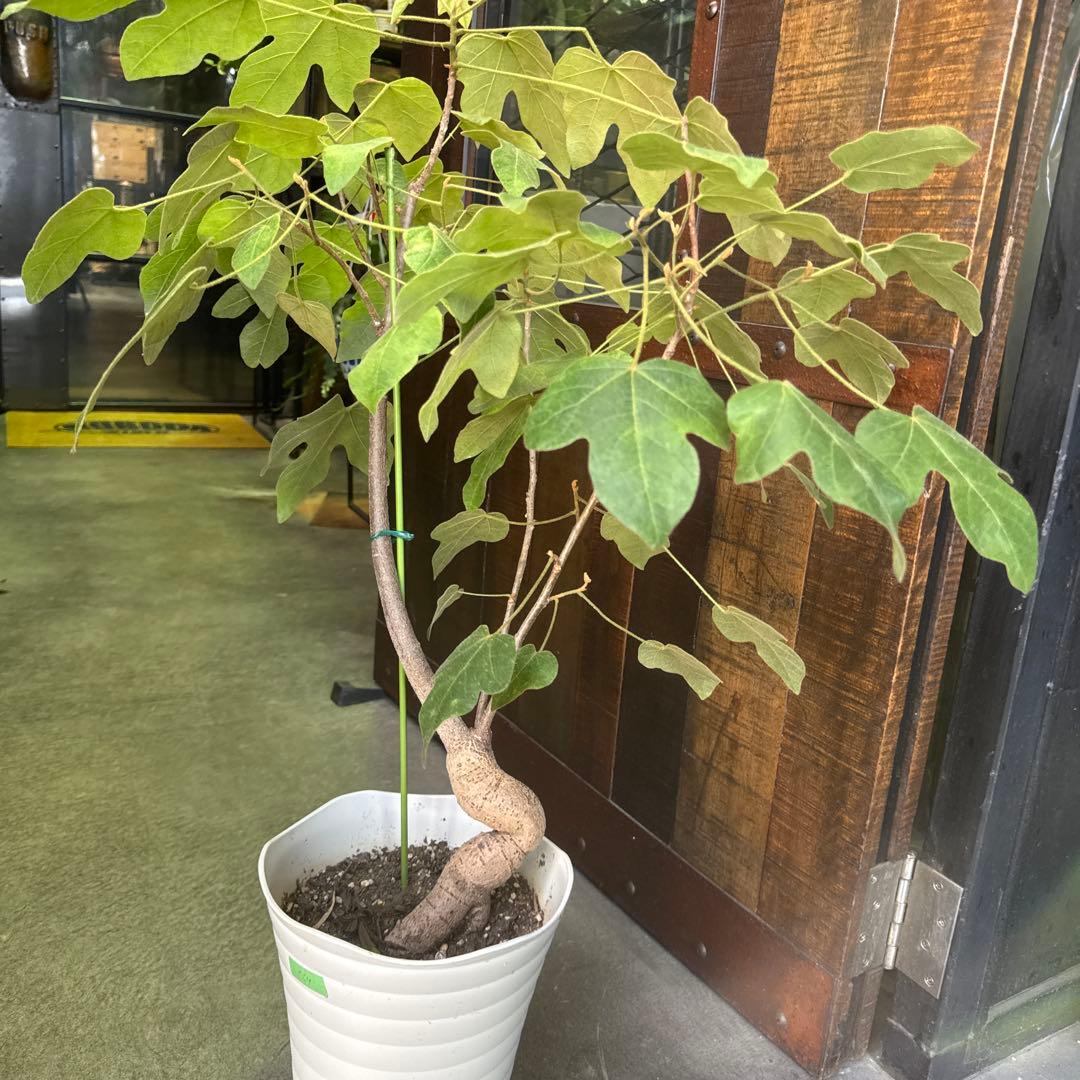 極太　ボトルツリー ブラキキトン ポプルネウス　大葉丸葉タイプ 7号 569