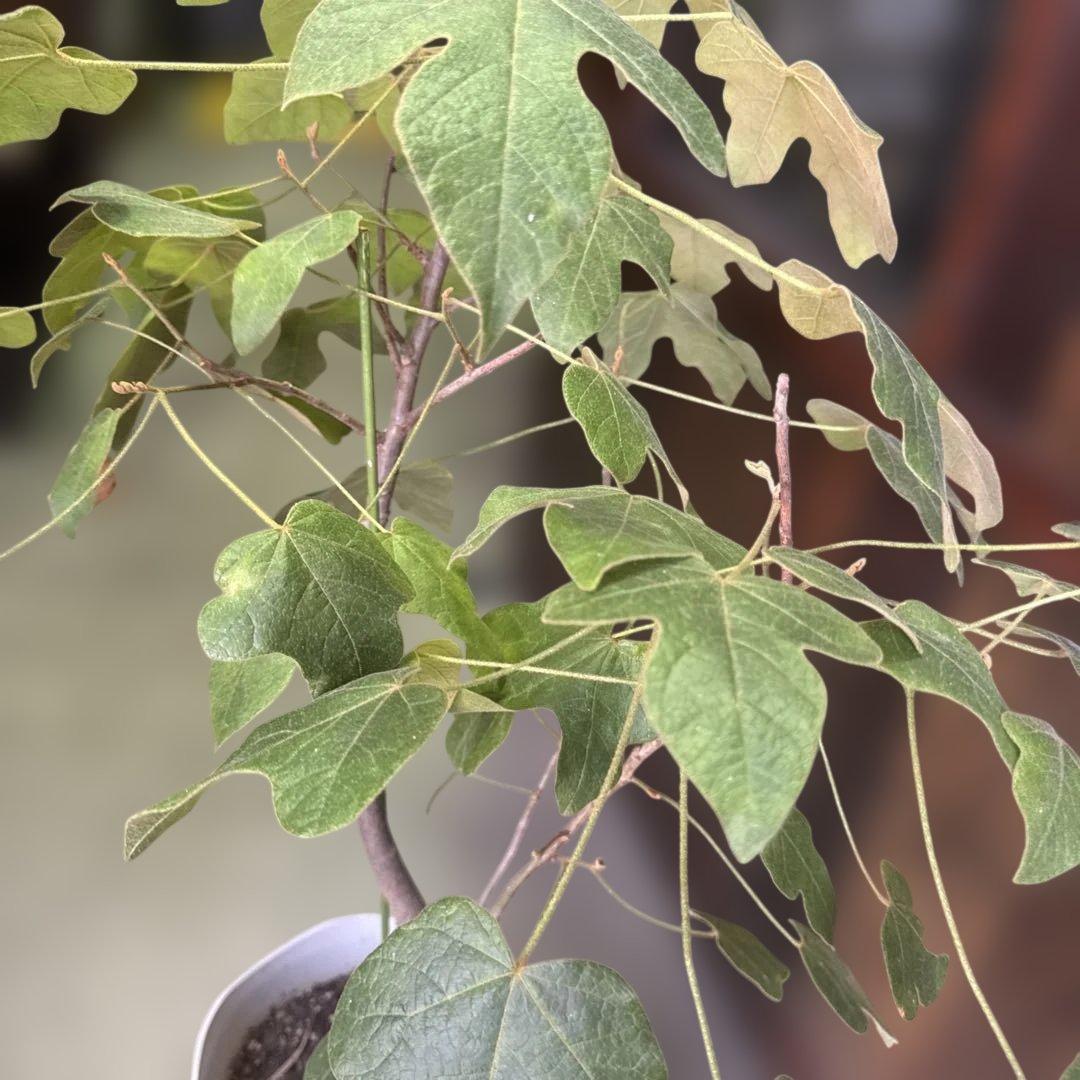 極太　ボトルツリー ブラキキトン ポプルネウス　大葉丸葉タイプ 7号 569