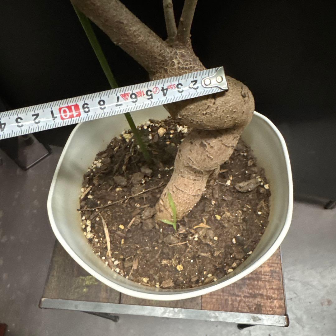 極太　ボトルツリー ブラキキトン ポプルネウス　大葉丸葉タイプ 7号 569