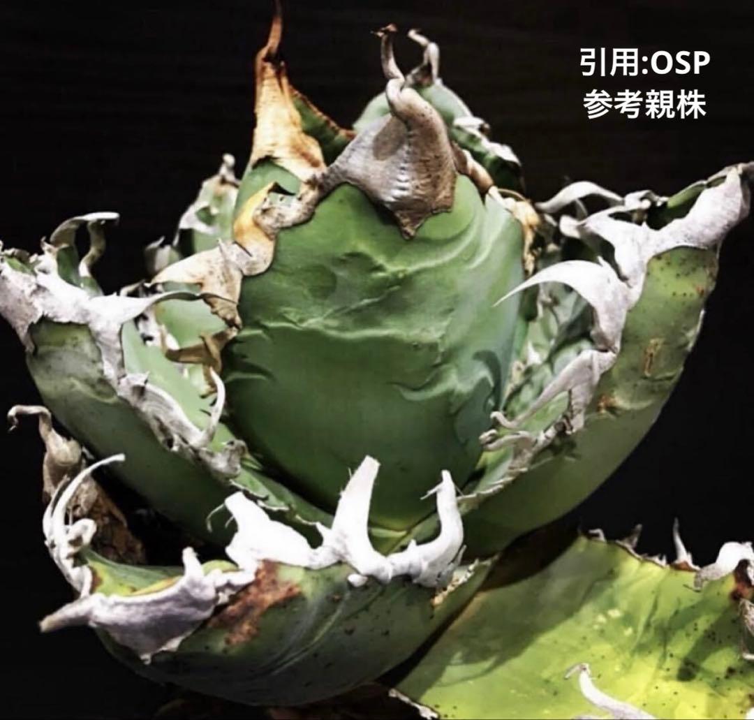 OSP産　アガベ　チタノタ　EUゴジラ　オテロイ　親株出品　狂刺