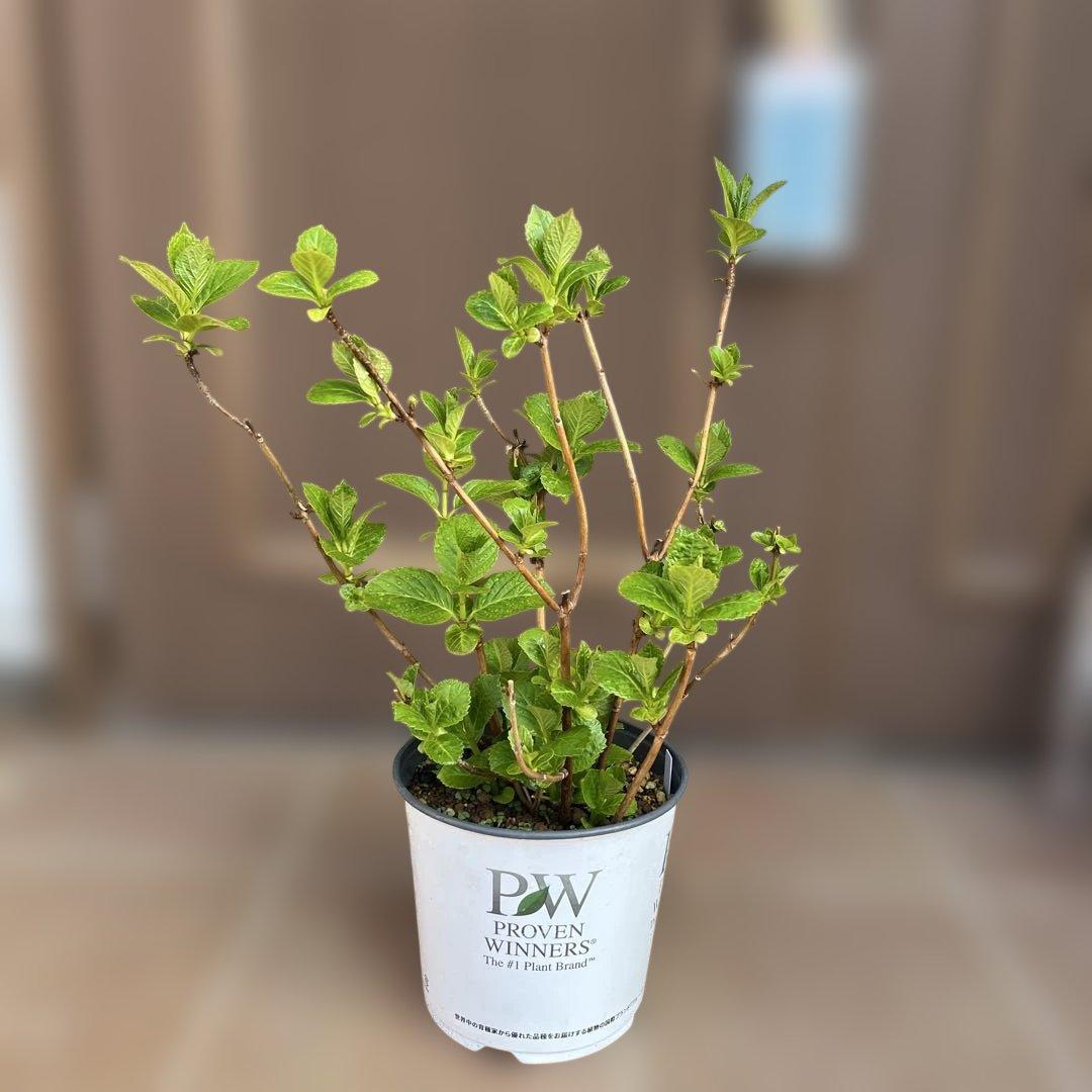 即戦力　三河千鳥　紫陽花　特大苗　苗