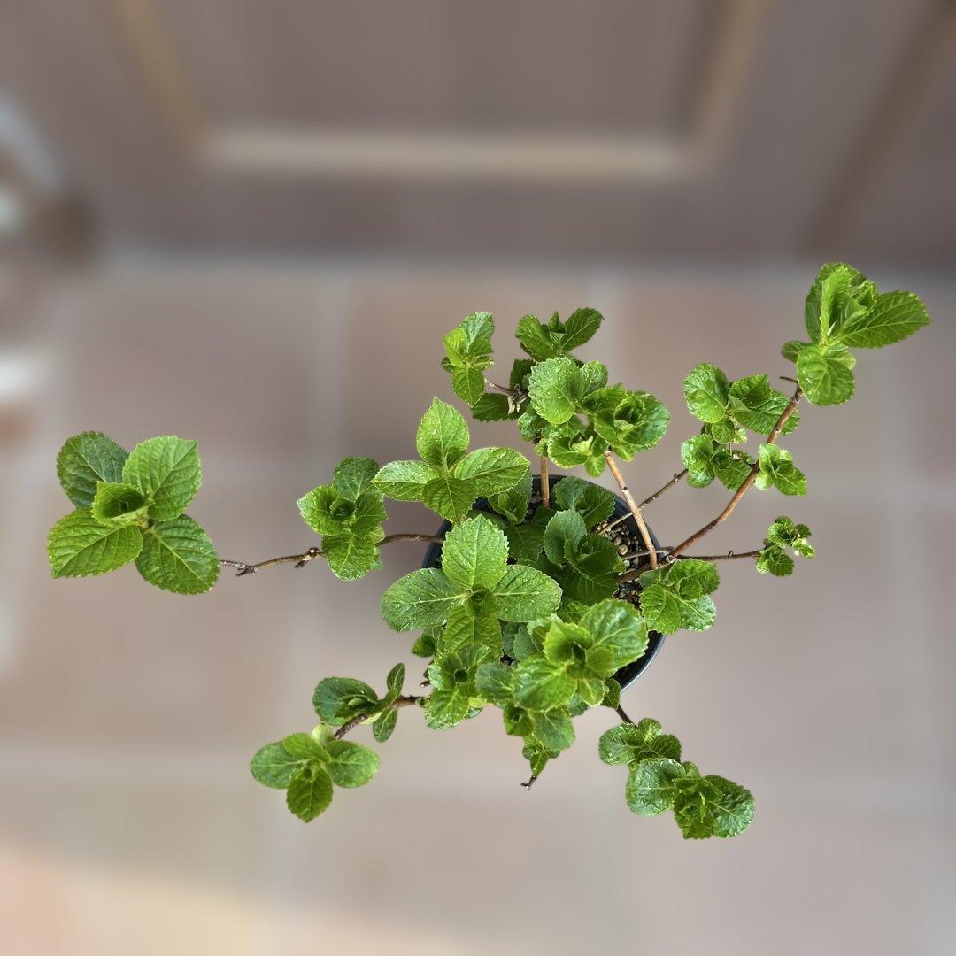 即戦力　三河千鳥　紫陽花　特大苗　苗
