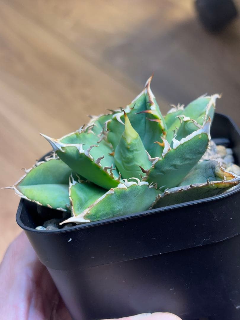 アガベ　チタノタ　オテロイ　ヨーロッパ系実生　検）麻花龍　星空　鰐亀　蚩尤　冰雹