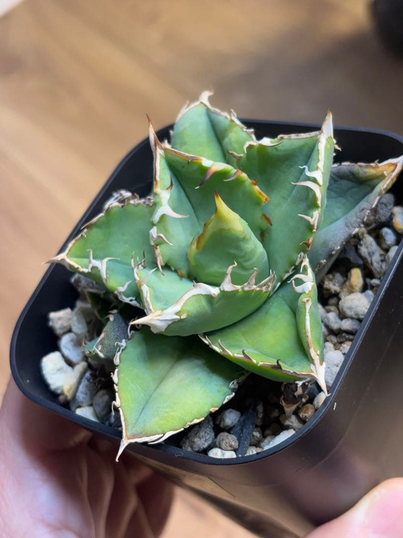 アガベ　チタノタ　オテロイ　ヨーロッパ系実生　検）麻花龍　星空　鰐亀　蚩尤　冰雹