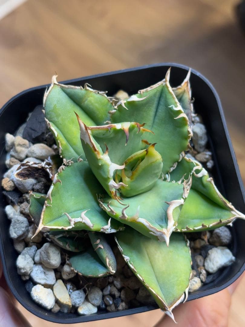 アガベ　チタノタ　オテロイ　ヨーロッパ系実生　検）麻花龍　星空　鰐亀　蚩尤　冰雹