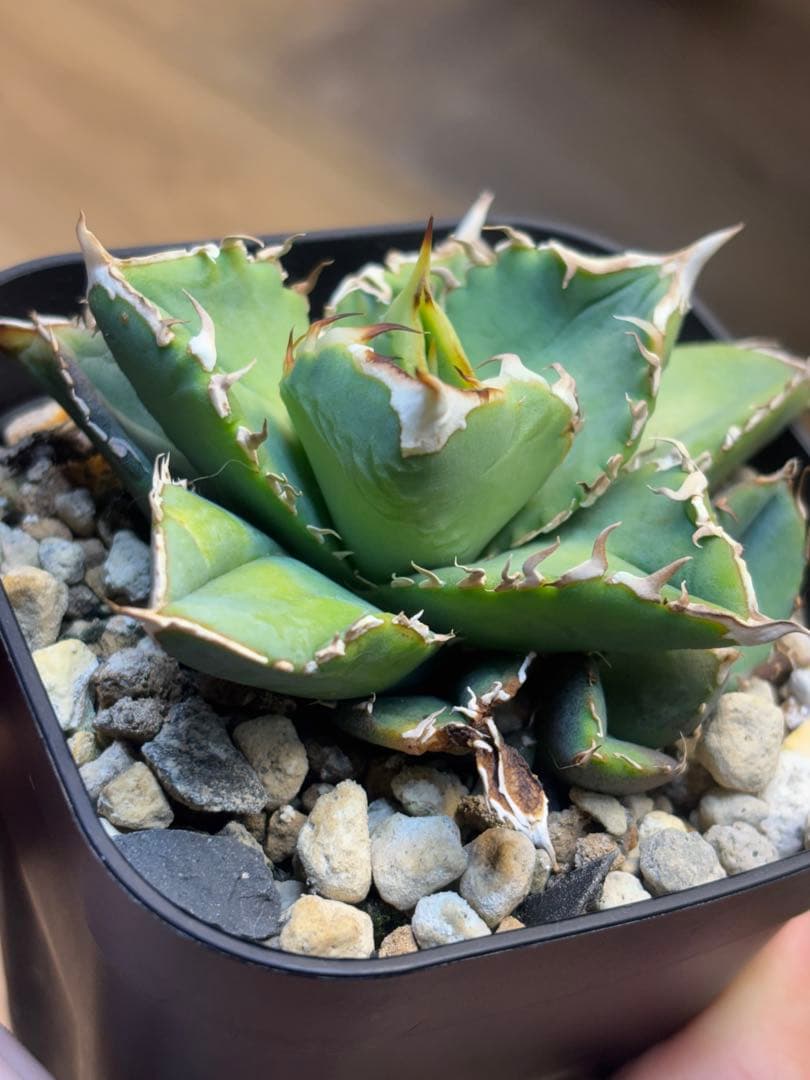 アガベ　チタノタ　オテロイ　ヨーロッパ系実生　検）麻花龍　星空　鰐亀　蚩尤　冰雹