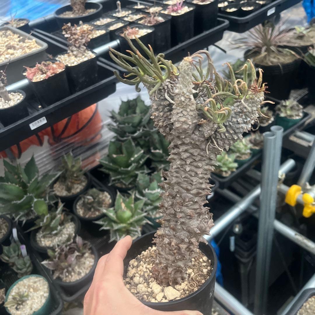 チレコドン　ワリチー　大株　当方にて3回夏越し株