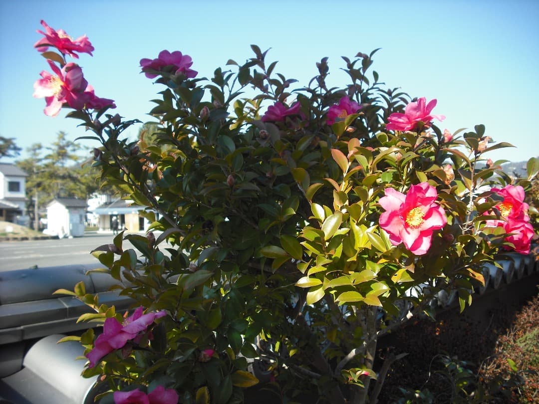 追加有り⭕️外観美品【動作確認済】FUJIFILM FINEPIX J10