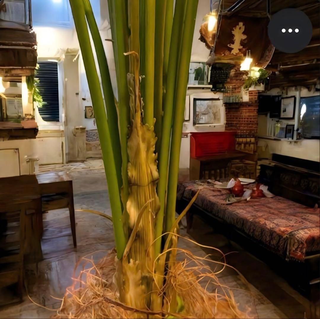 光触媒　人工観葉植物　ウォールグリーン　フェイクグリーン　アレカヤシmwtj