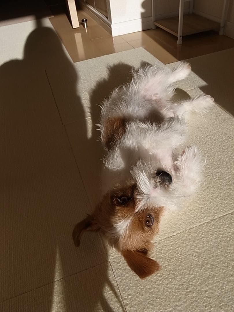 RICOH GR DIGITALⅢ 3 コンパクトデジタル　ショット数1709