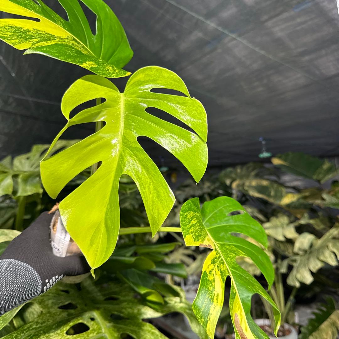 QX6 モンステラ　ボルギシアナ　オーレア　黄斑　健康成長点カット苗