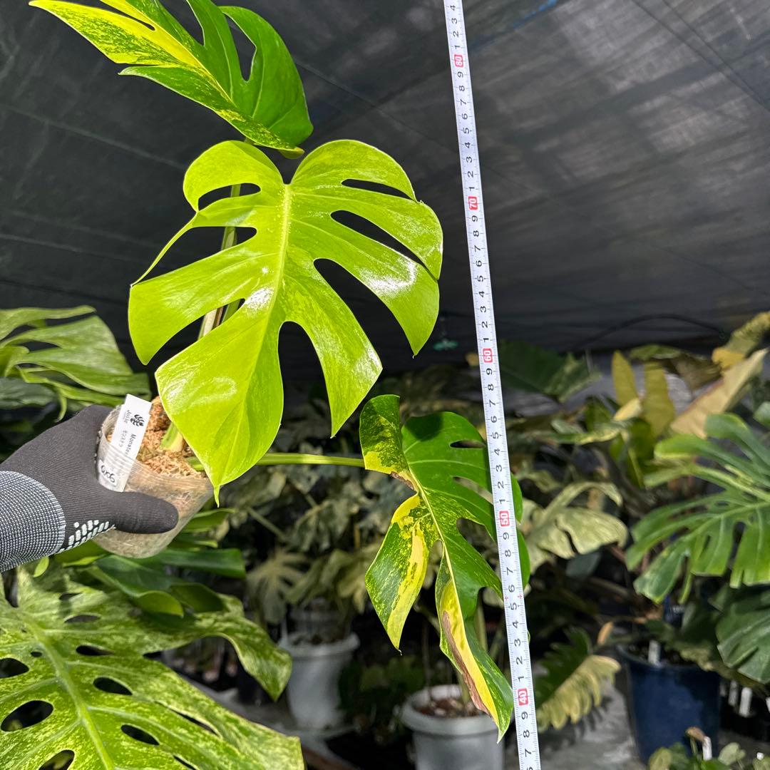 QX6 モンステラ　ボルギシアナ　オーレア　黄斑　健康成長点カット苗