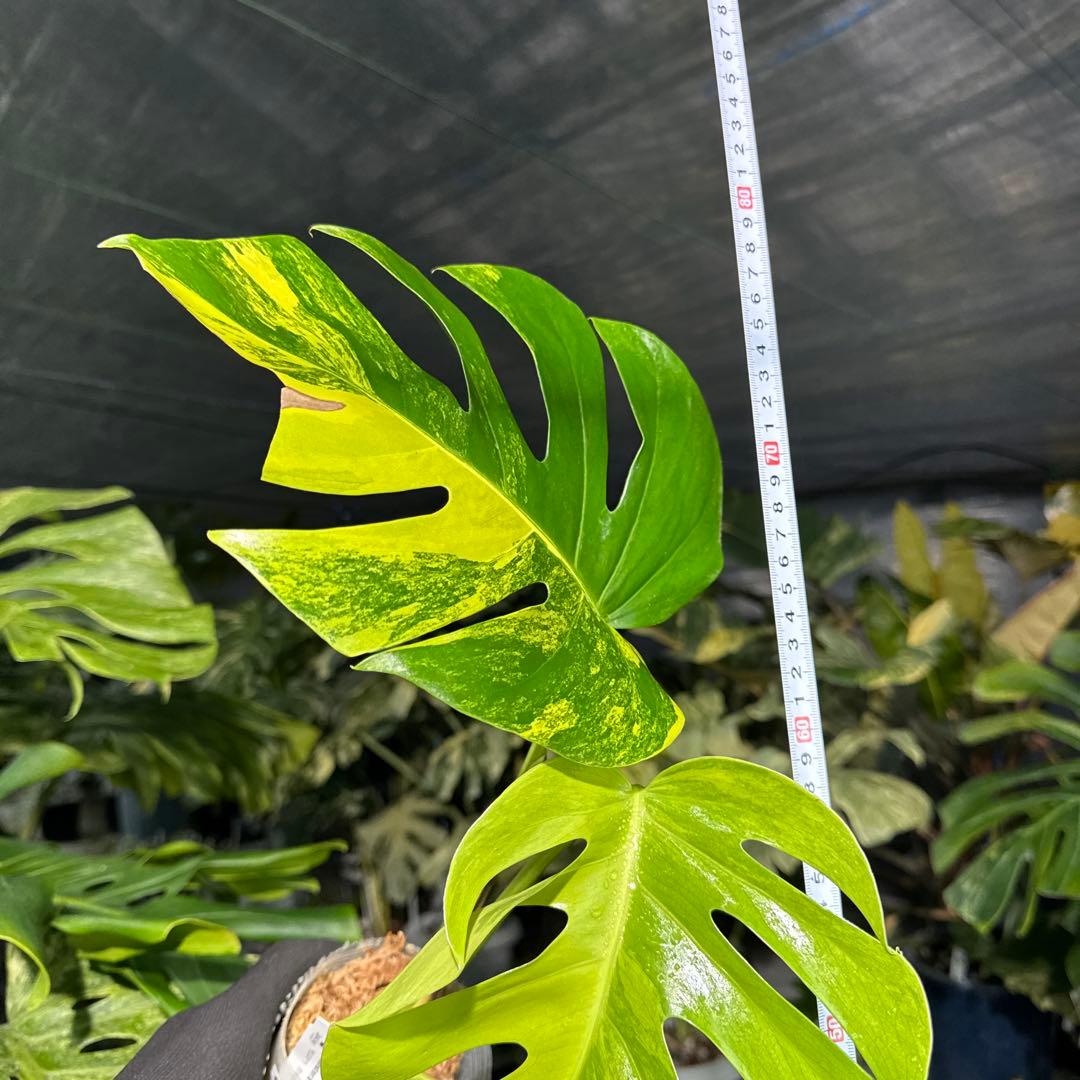 QX6 モンステラ　ボルギシアナ　オーレア　黄斑　健康成長点カット苗