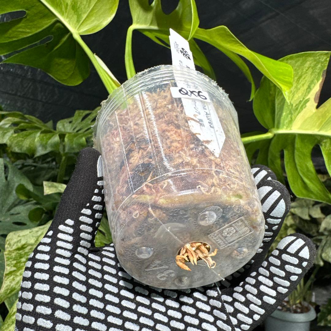 QX6 モンステラ　ボルギシアナ　オーレア　黄斑　健康成長点カット苗