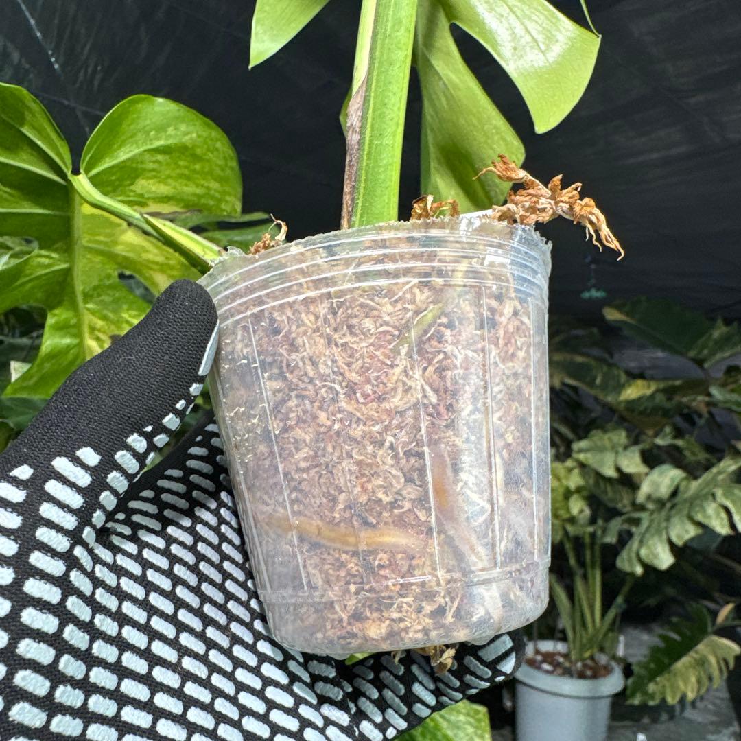 QX6 モンステラ　ボルギシアナ　オーレア　黄斑　健康成長点カット苗