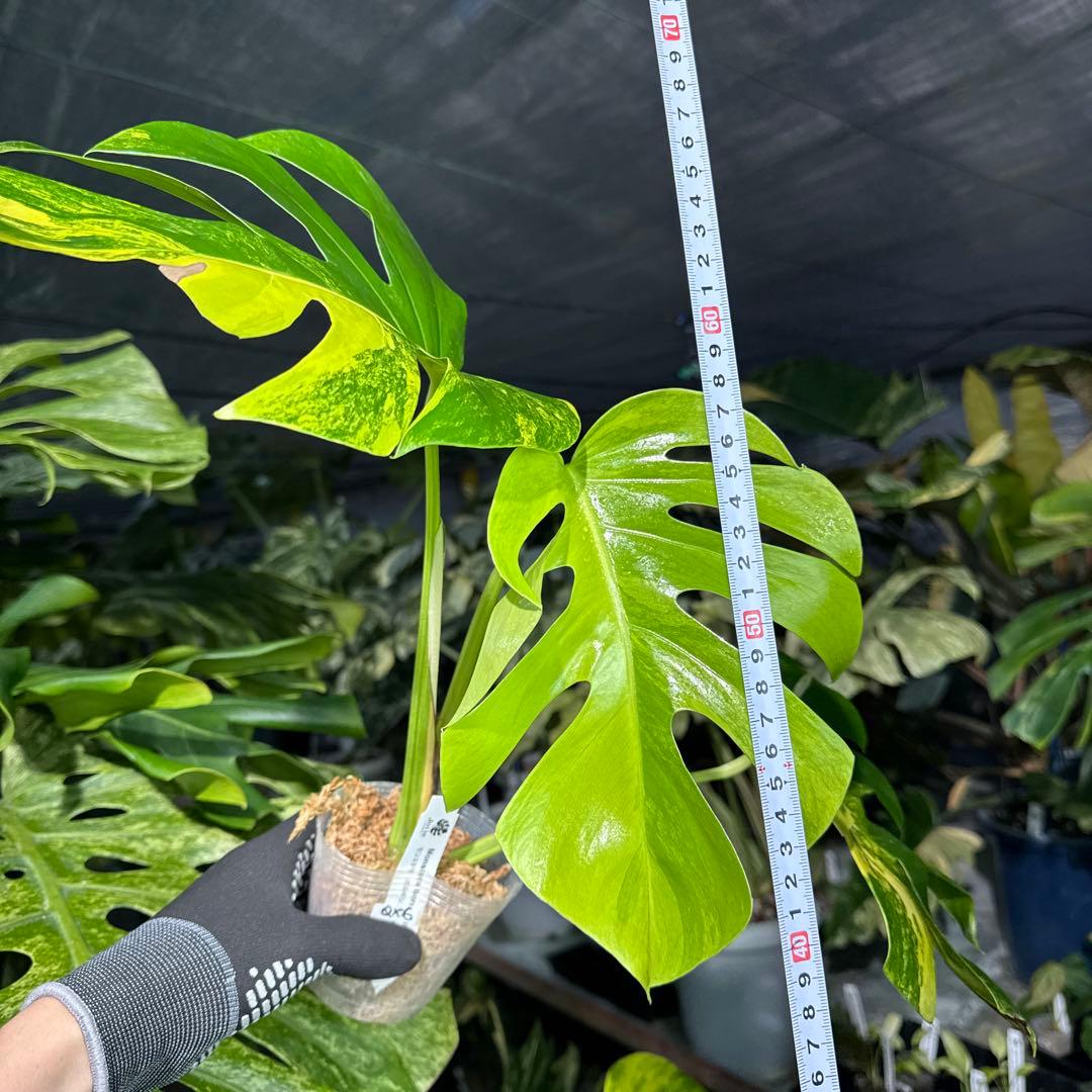 QX6 モンステラ　ボルギシアナ　オーレア　黄斑　健康成長点カット苗