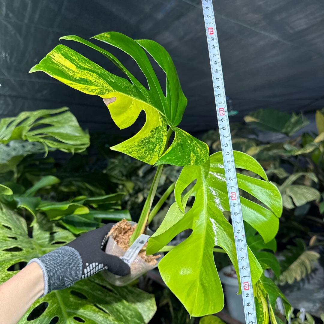 QX6 モンステラ　ボルギシアナ　オーレア　黄斑　健康成長点カット苗