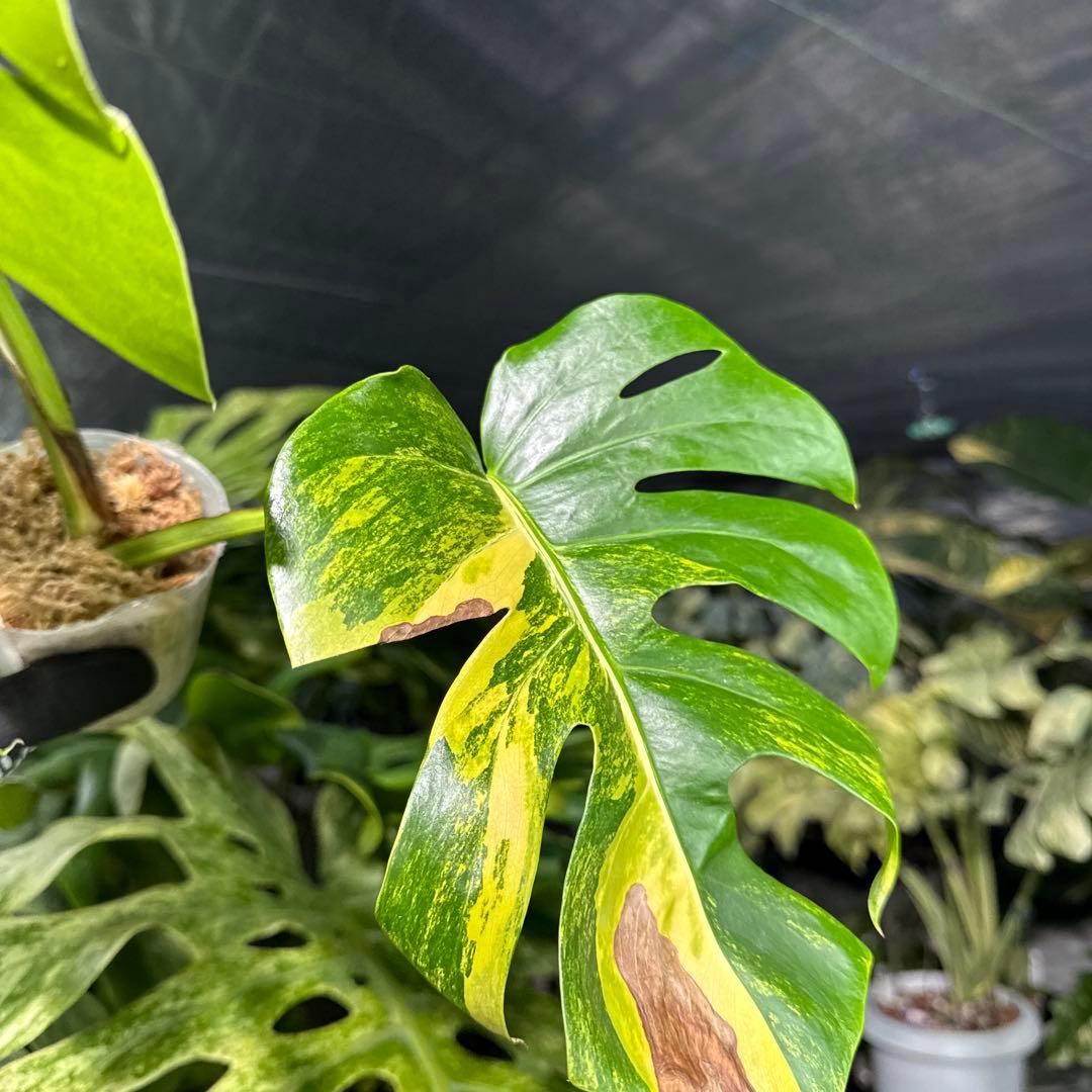 QX6 モンステラ　ボルギシアナ　オーレア　黄斑　健康成長点カット苗