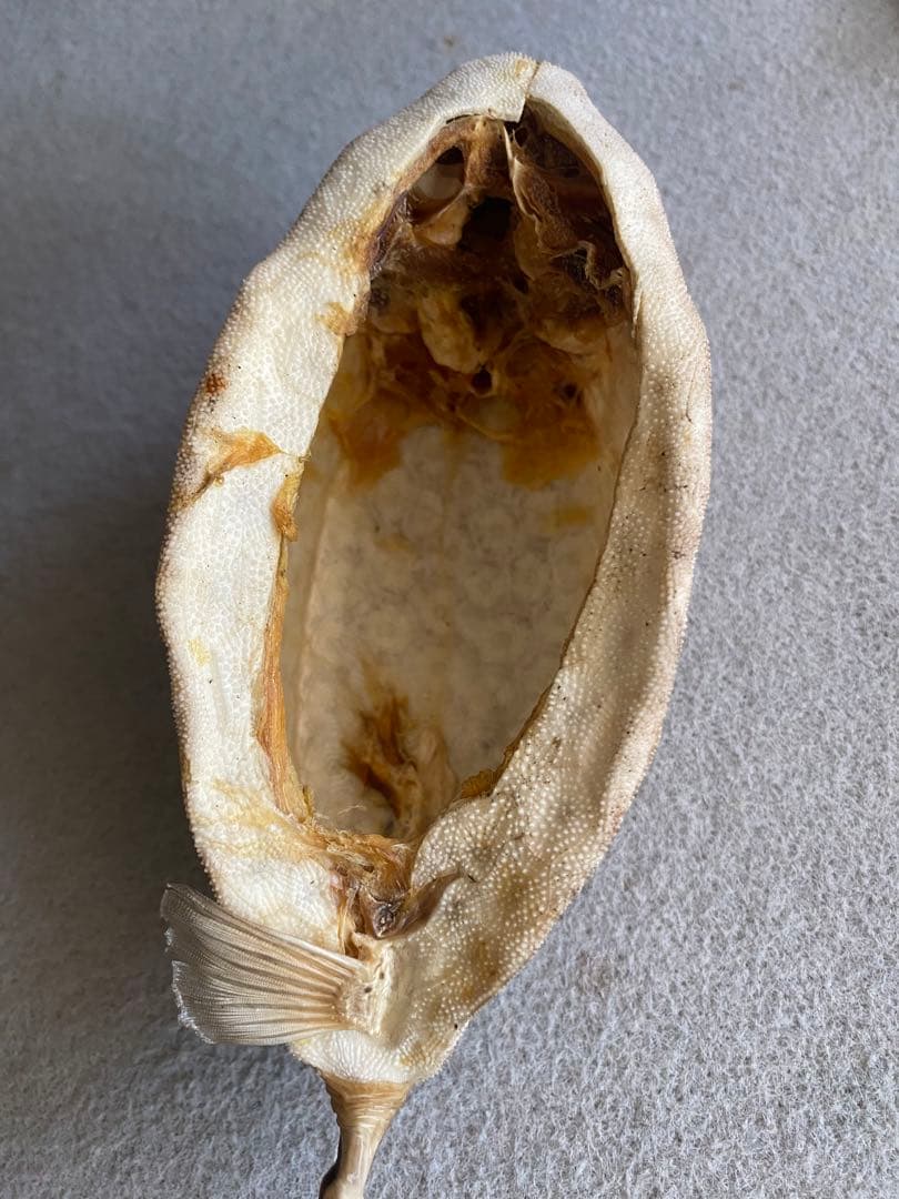 【ハニカム構造】ボックスフィッシュ／ハコフグの剥製