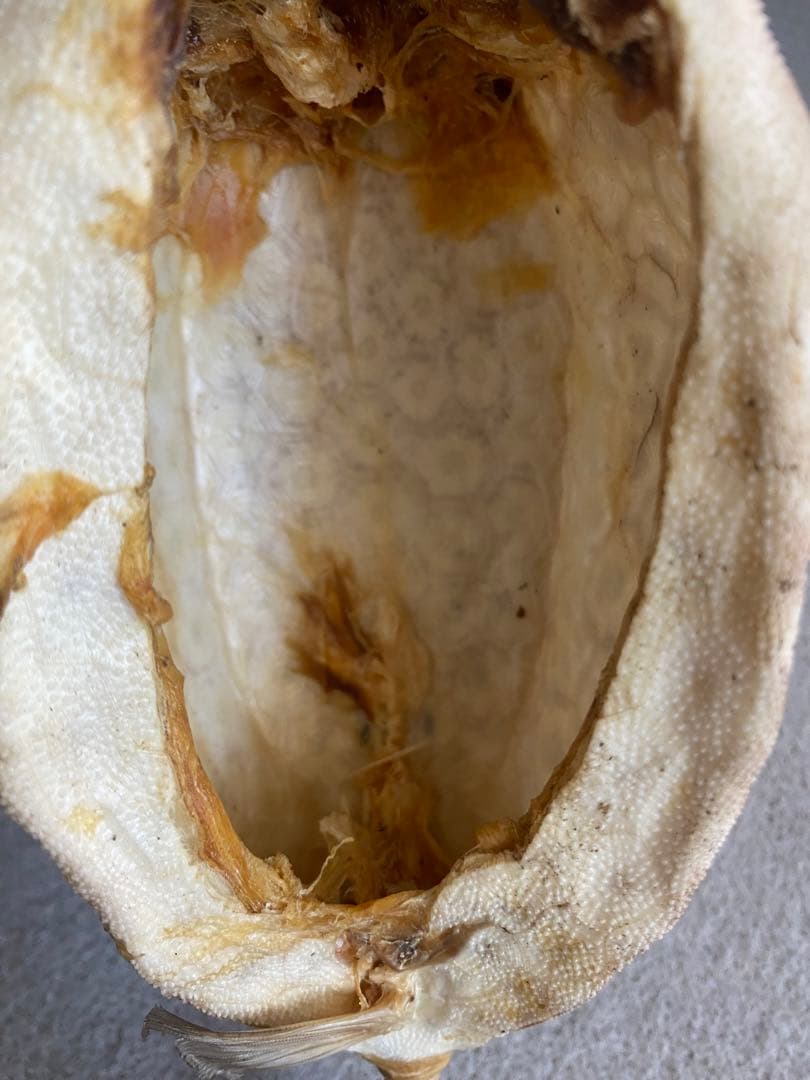 【ハニカム構造】ボックスフィッシュ／ハコフグの剥製