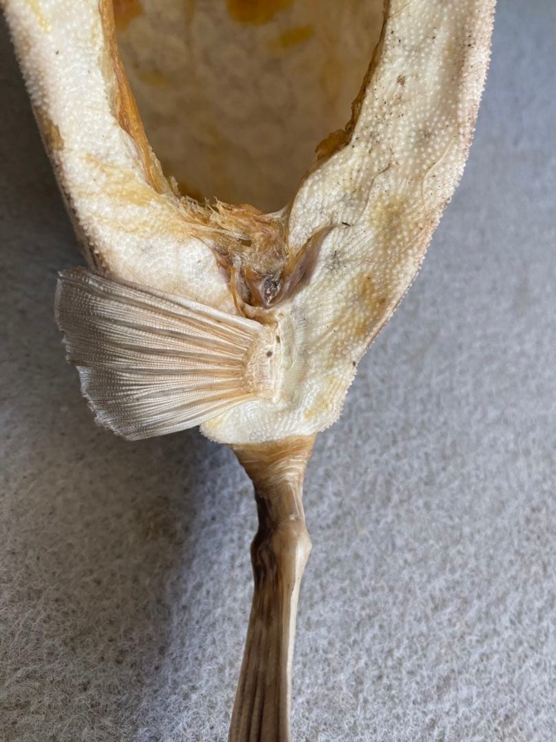 【ハニカム構造】ボックスフィッシュ／ハコフグの剥製