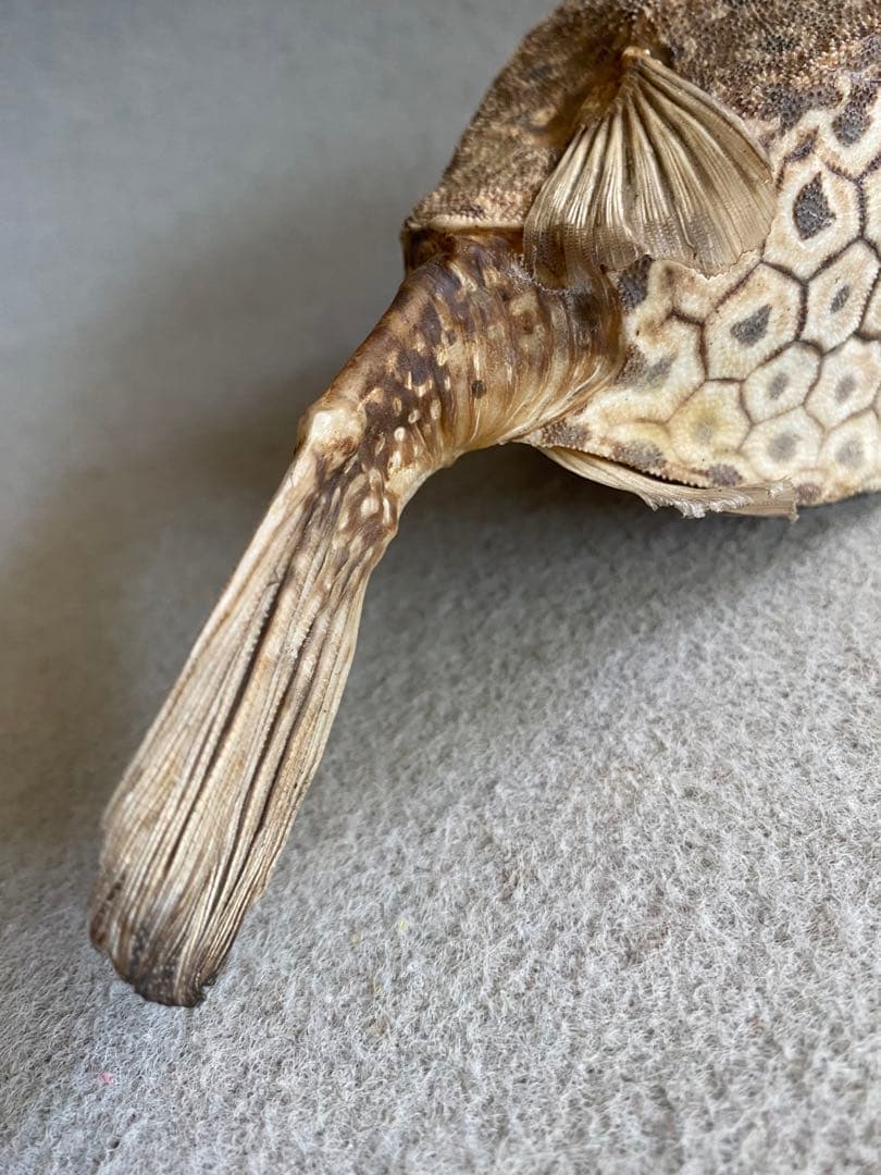 【ハニカム構造】ボックスフィッシュ／ハコフグの剥製