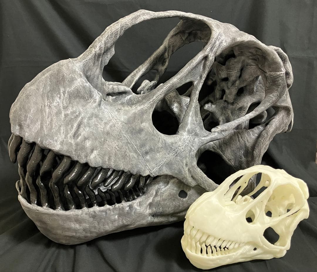 カマラサウルス　頭骨レプリカ