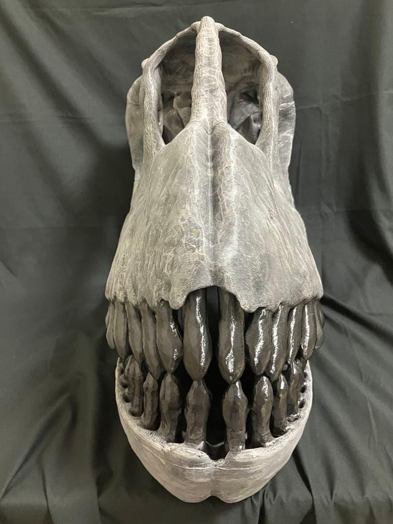 カマラサウルス　頭骨レプリカ