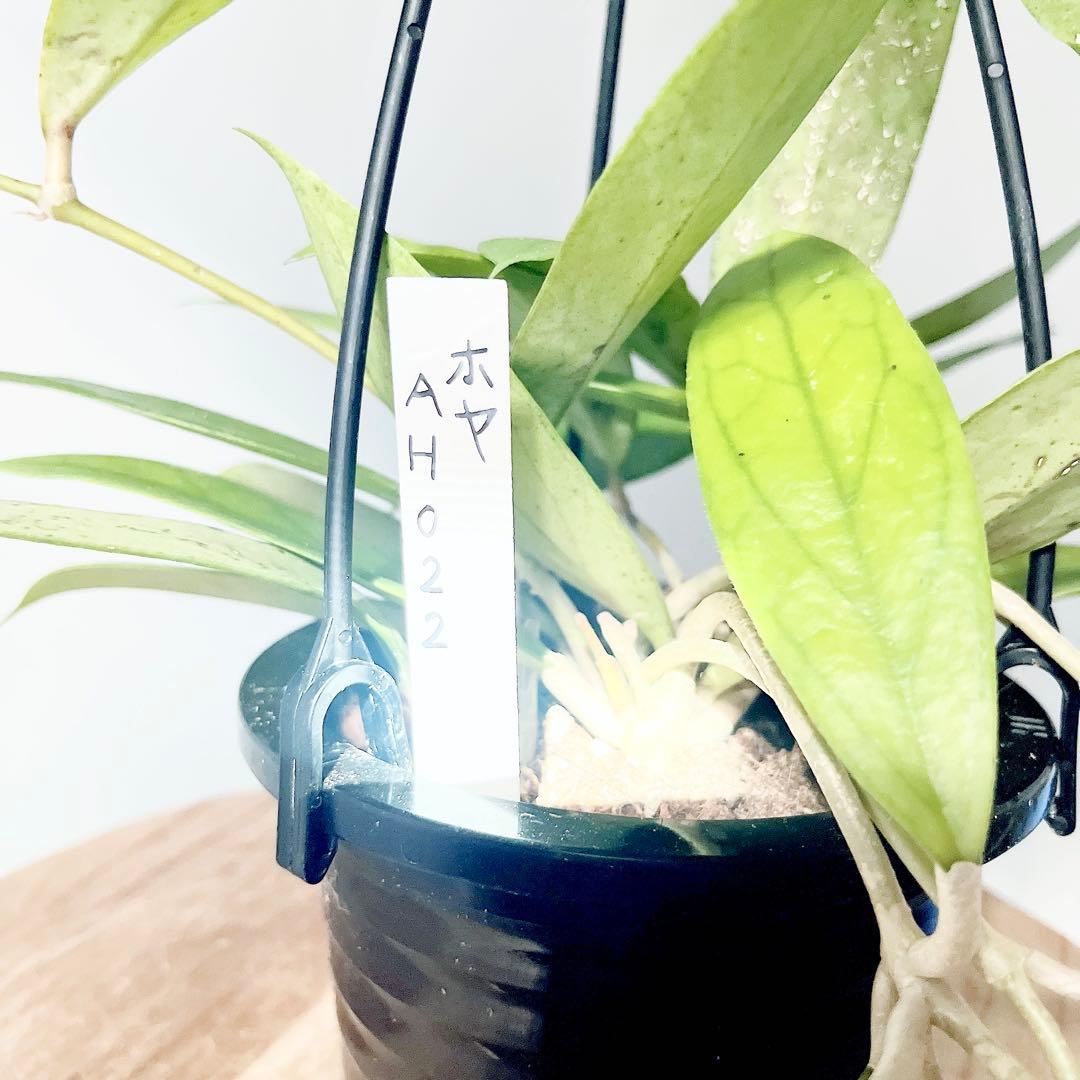 ホヤ AH-022｜細葉が美しい希少ホヤ ロングサイズ 一点もの