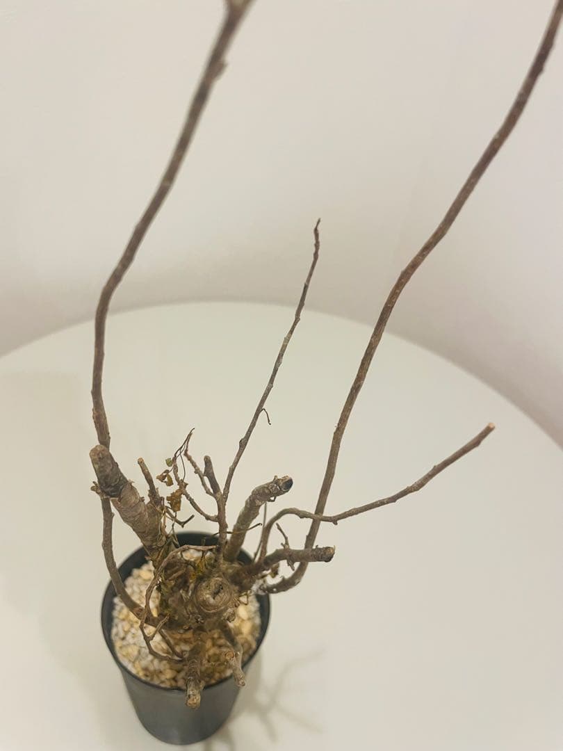 コミフォラ フンベルティ