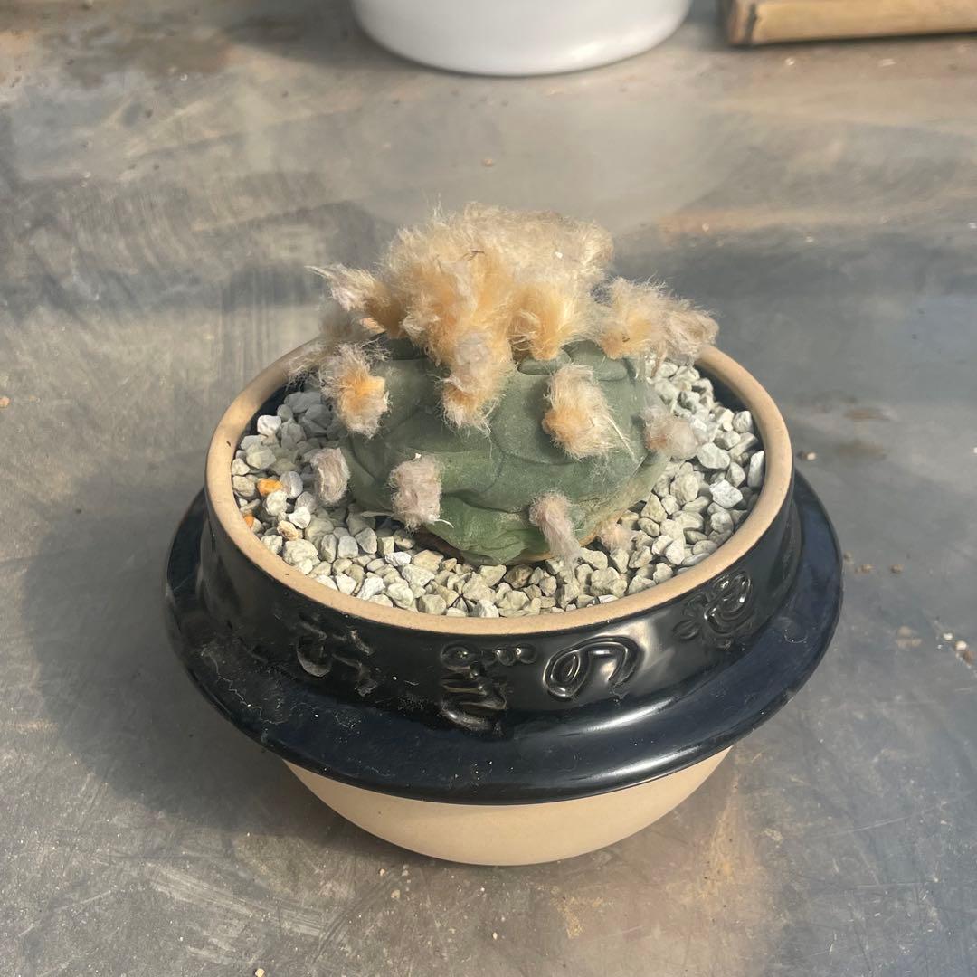 人気の多毛❗️翠冠玉　実生　ロフォフォラ　(検索　銀冠玉　烏羽玉　ウバ玉