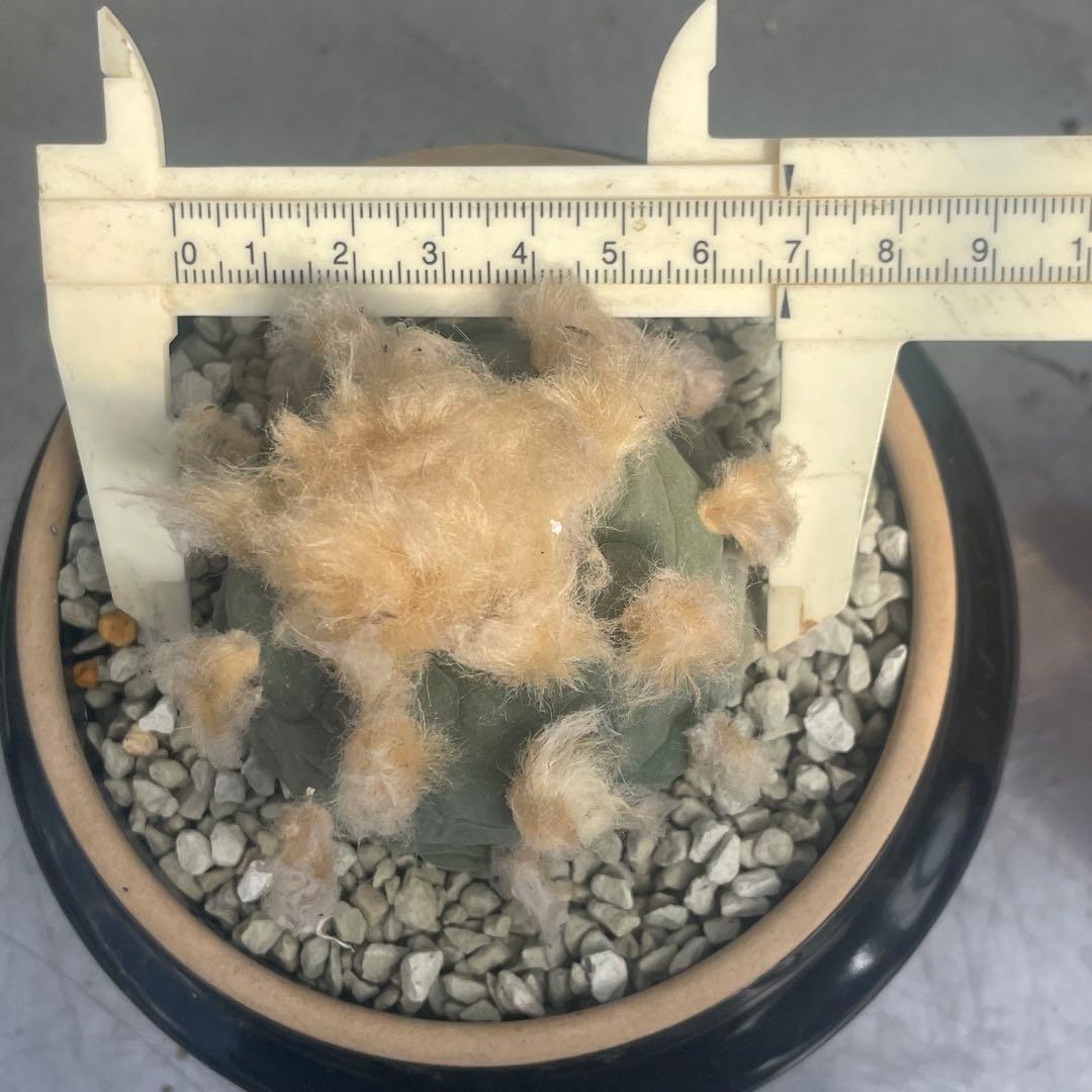 人気の多毛❗️翠冠玉　実生　ロフォフォラ　(検索　銀冠玉　烏羽玉　ウバ玉