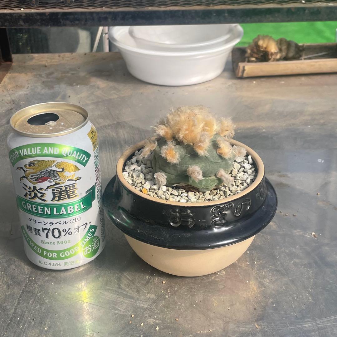 人気の多毛❗️翠冠玉　実生　ロフォフォラ　(検索　銀冠玉　烏羽玉　ウバ玉