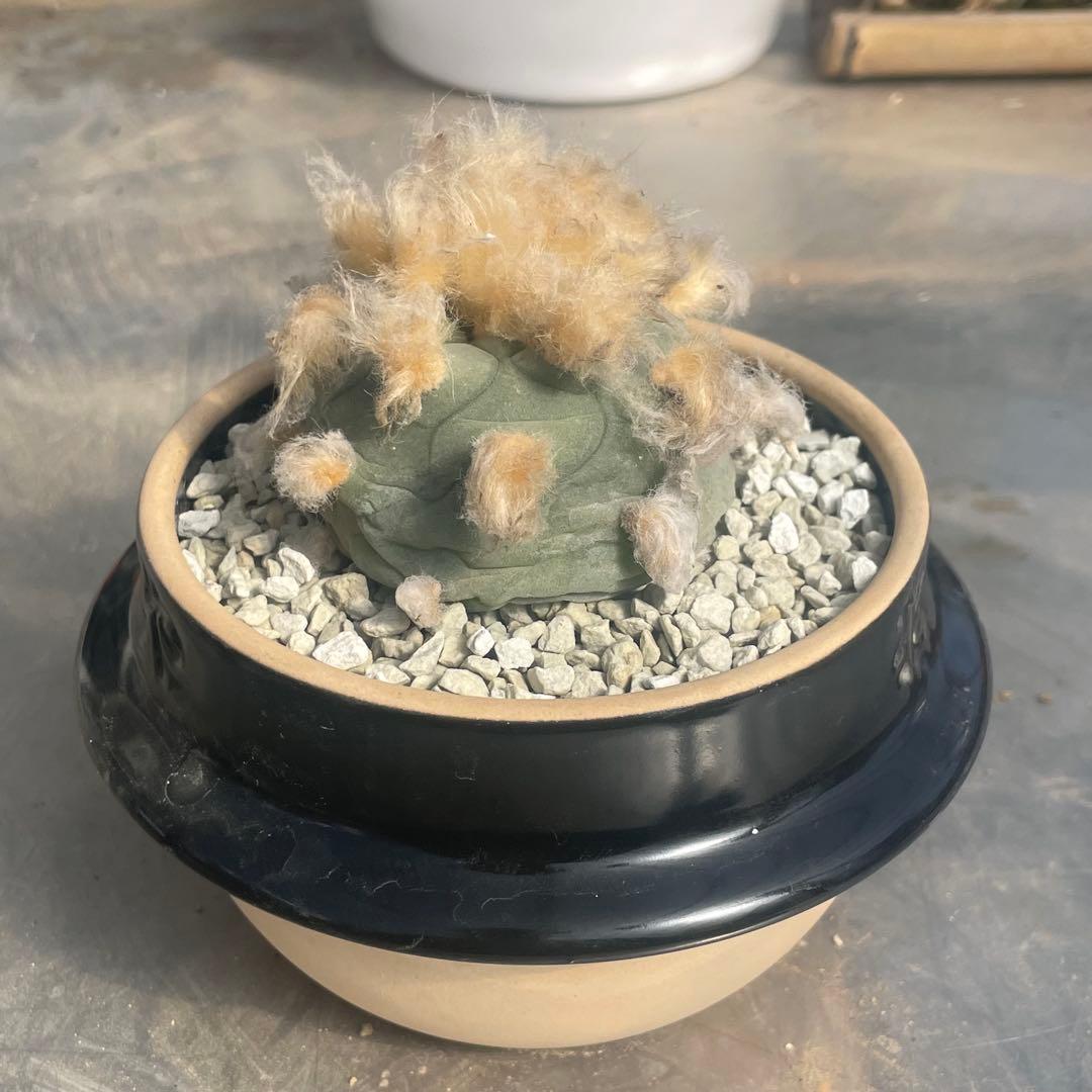 人気の多毛❗️翠冠玉　実生　ロフォフォラ　(検索　銀冠玉　烏羽玉　ウバ玉