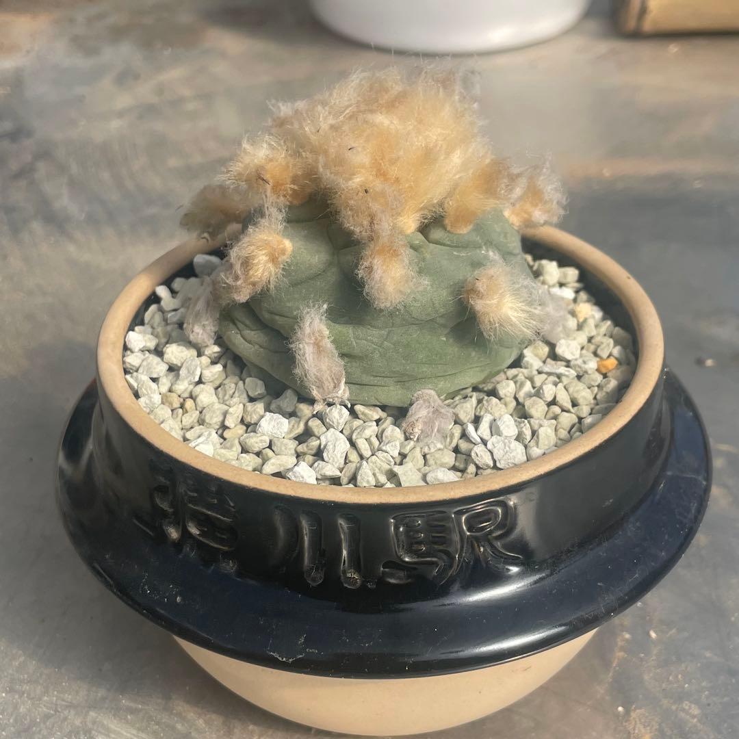 人気の多毛❗️翠冠玉　実生　ロフォフォラ　(検索　銀冠玉　烏羽玉　ウバ玉