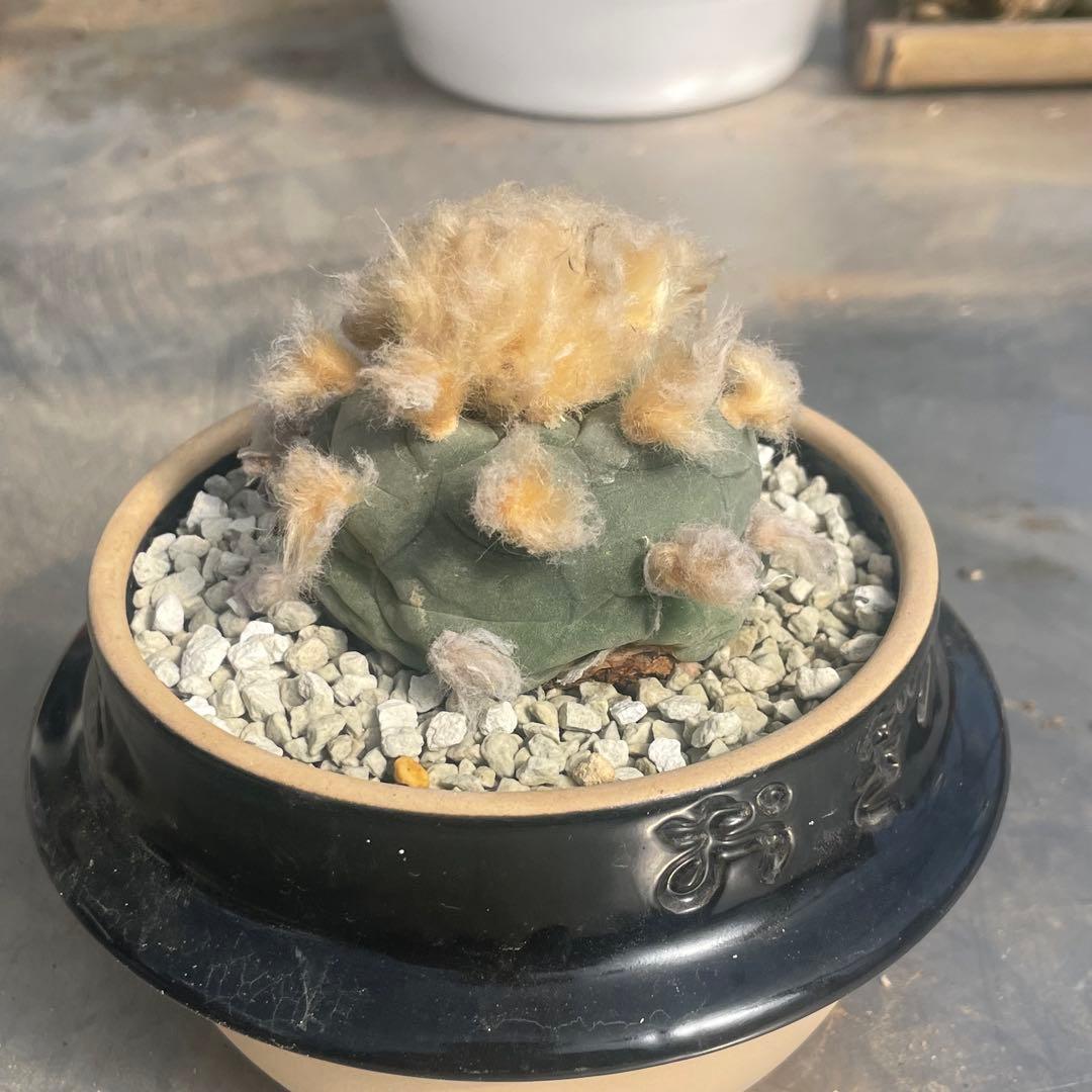 人気の多毛❗️翠冠玉　実生　ロフォフォラ　(検索　銀冠玉　烏羽玉　ウバ玉