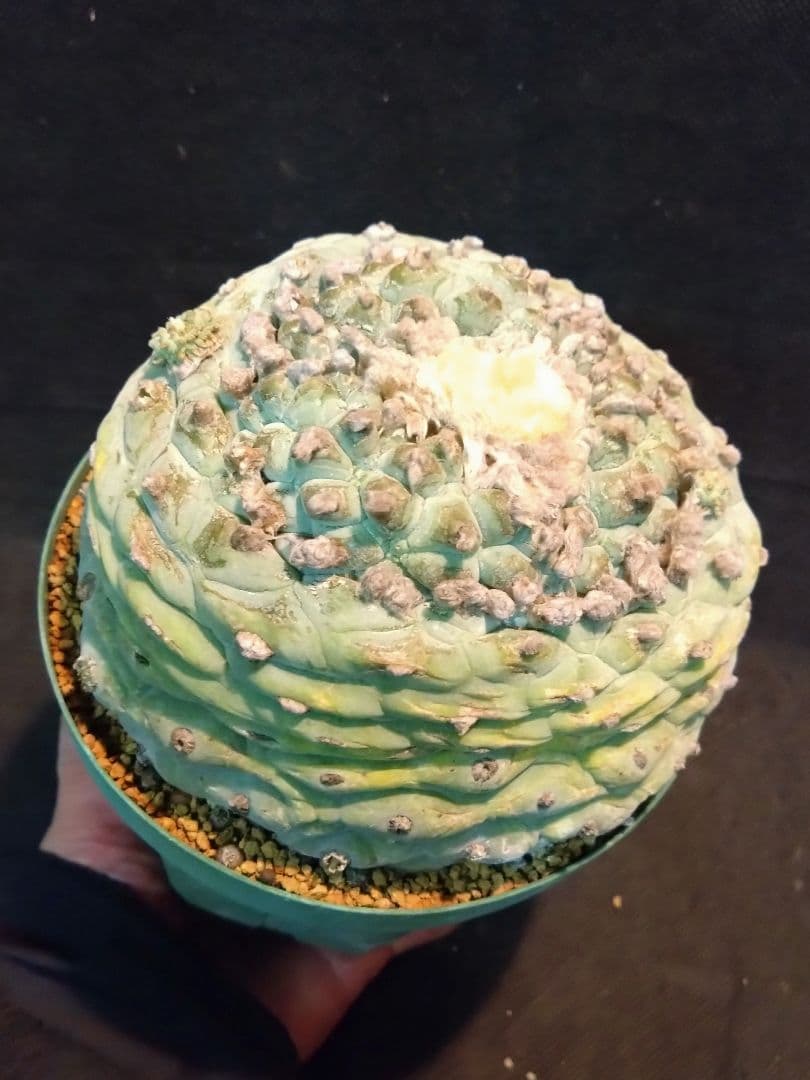 サボテン　ロホホラ　銀冠玉　古株　こぼれ実生苗数個あり