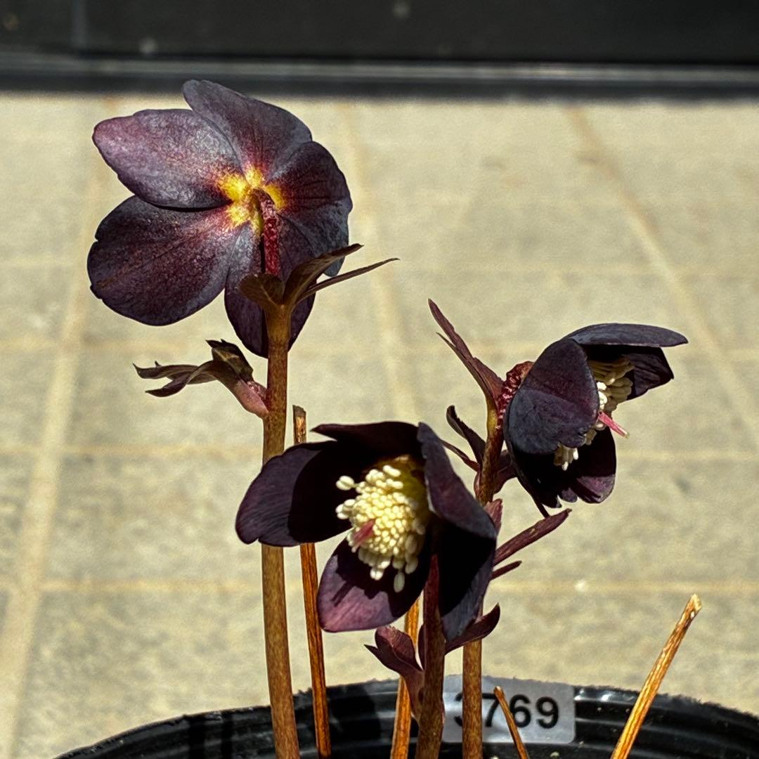 3769☘️2年間管理株☘️レア☘️⭐️写楽⭐️小輪⭐️コンパクト⭐️樋口さん⭐️