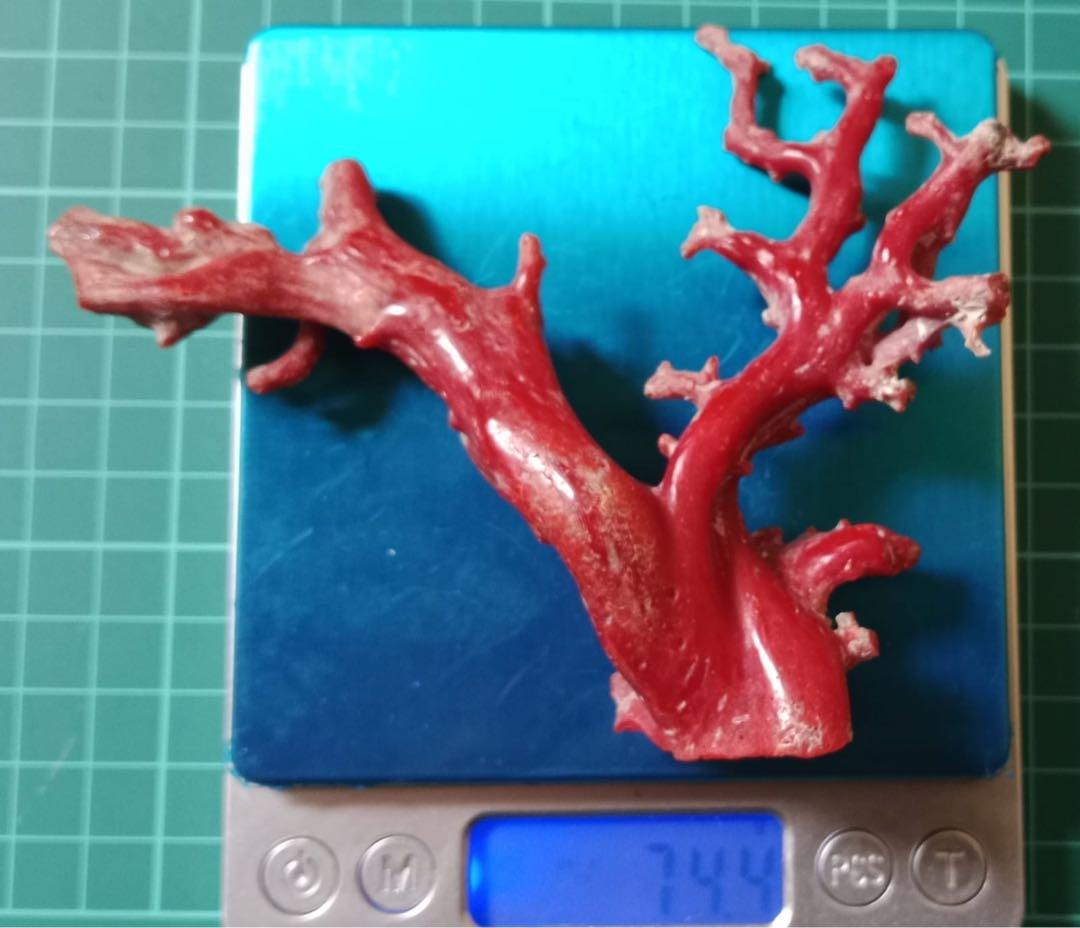 赤いコーラルの枝状オブジェ 74.1g