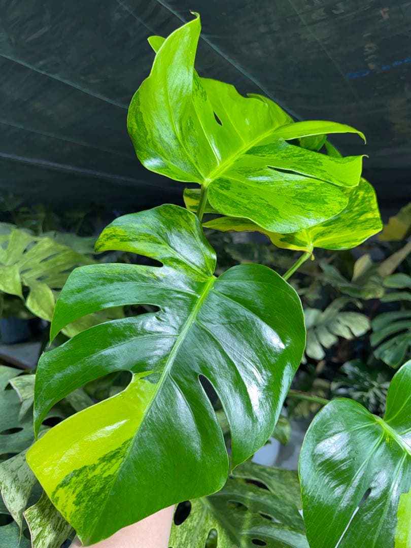 ARR1 モンステラ　ボルギシアナ　オーレア　黄斑　健康成長点カット苗