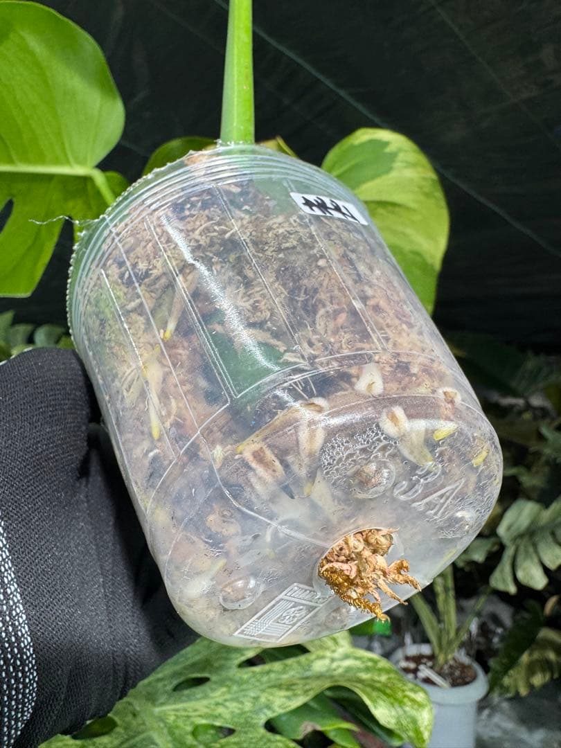 ARR1 モンステラ　ボルギシアナ　オーレア　黄斑　健康成長点カット苗