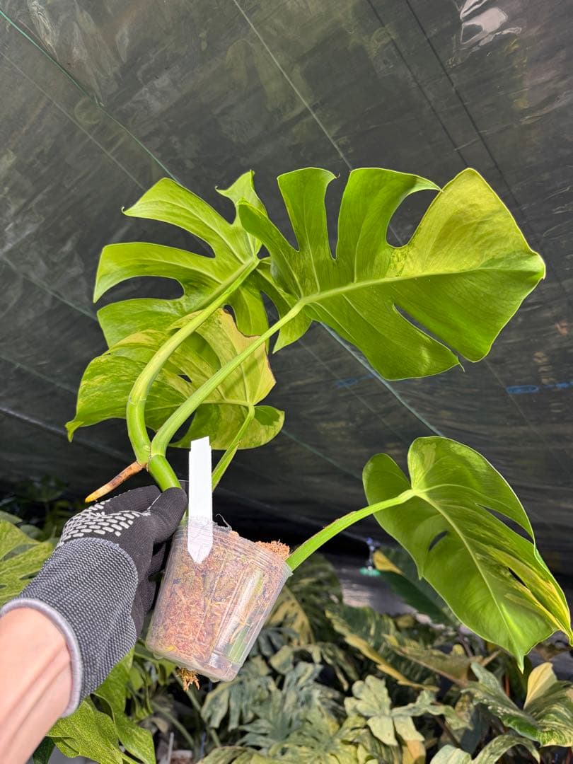 ARR1 モンステラ　ボルギシアナ　オーレア　黄斑　健康成長点カット苗