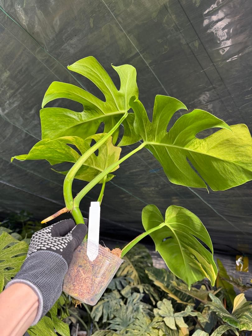 ARR1 モンステラ　ボルギシアナ　オーレア　黄斑　健康成長点カット苗
