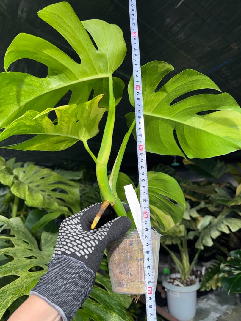 ARR1 モンステラ　ボルギシアナ　オーレア　黄斑　健康成長点カット苗