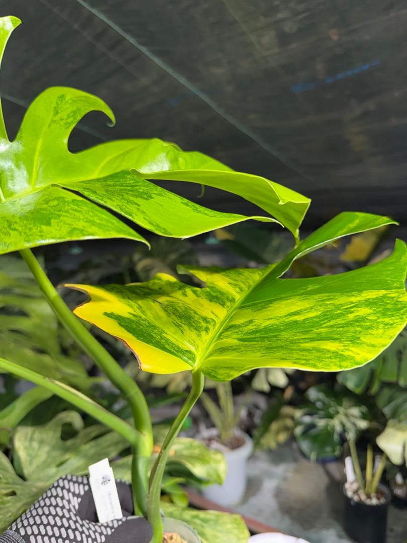 ARR1 モンステラ　ボルギシアナ　オーレア　黄斑　健康成長点カット苗